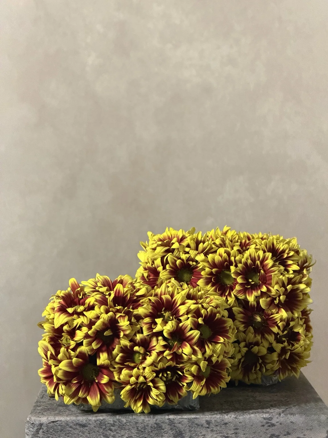 Yellow and burgundy chrysanthemum cubes on a stone block