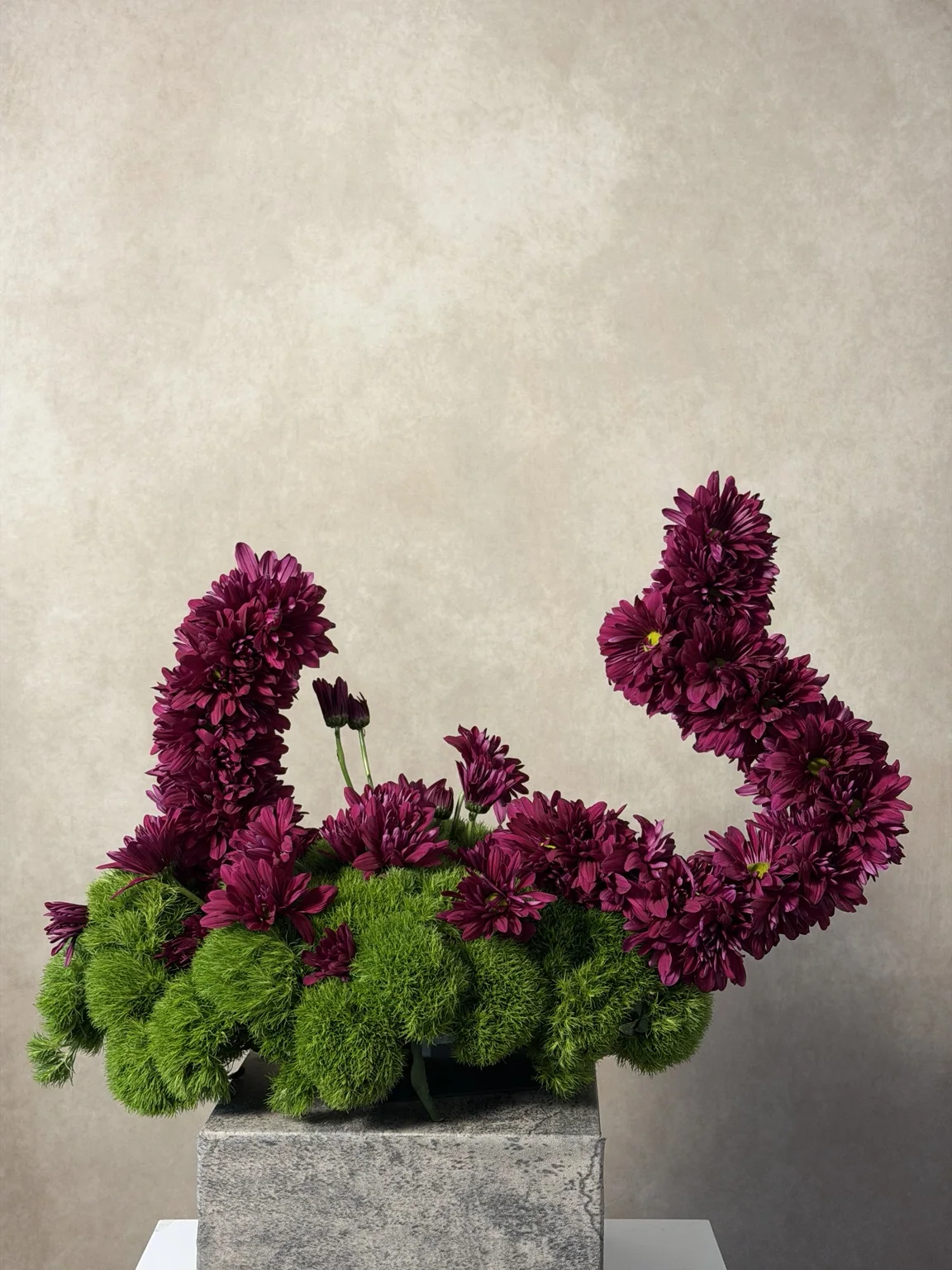 Magenta chrysanthemums shaped into curving forms over green carnations on a stone plinth