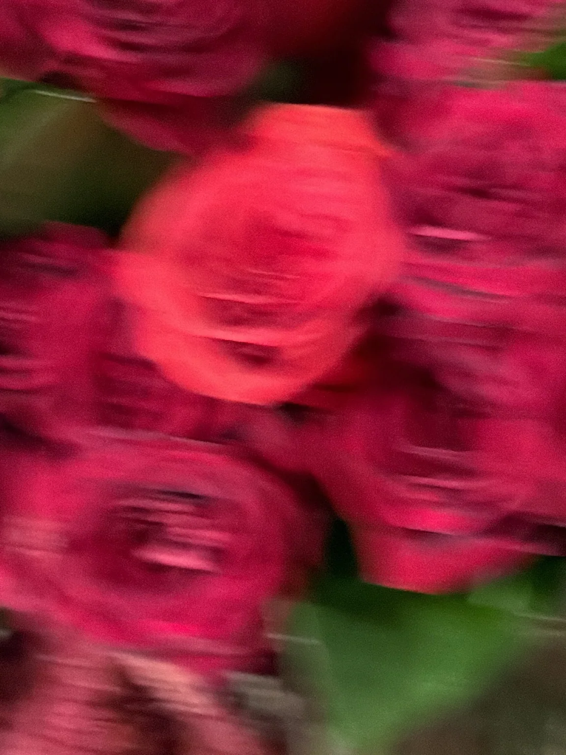 Close view of burgundy and red roses