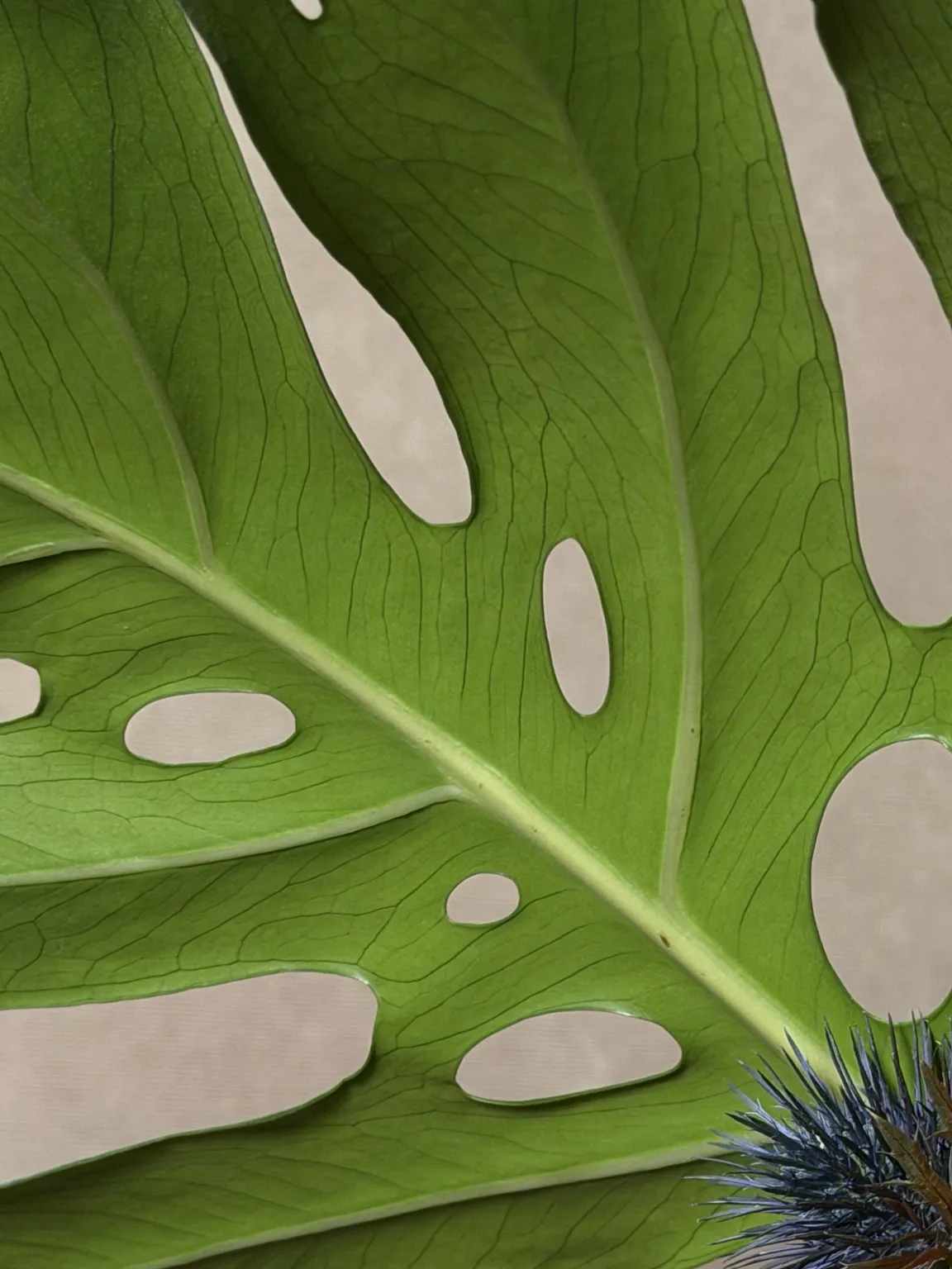 Close detail of a monstera leaf with a blue sea holly bloom at its edge