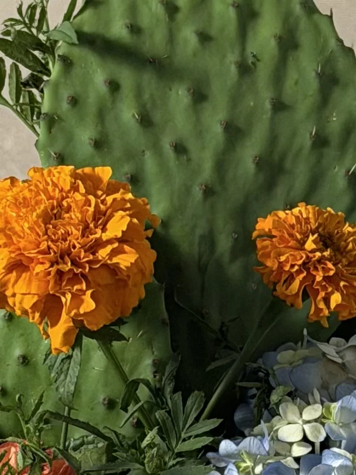 Close detail of marigolds against a nopal cactus pad