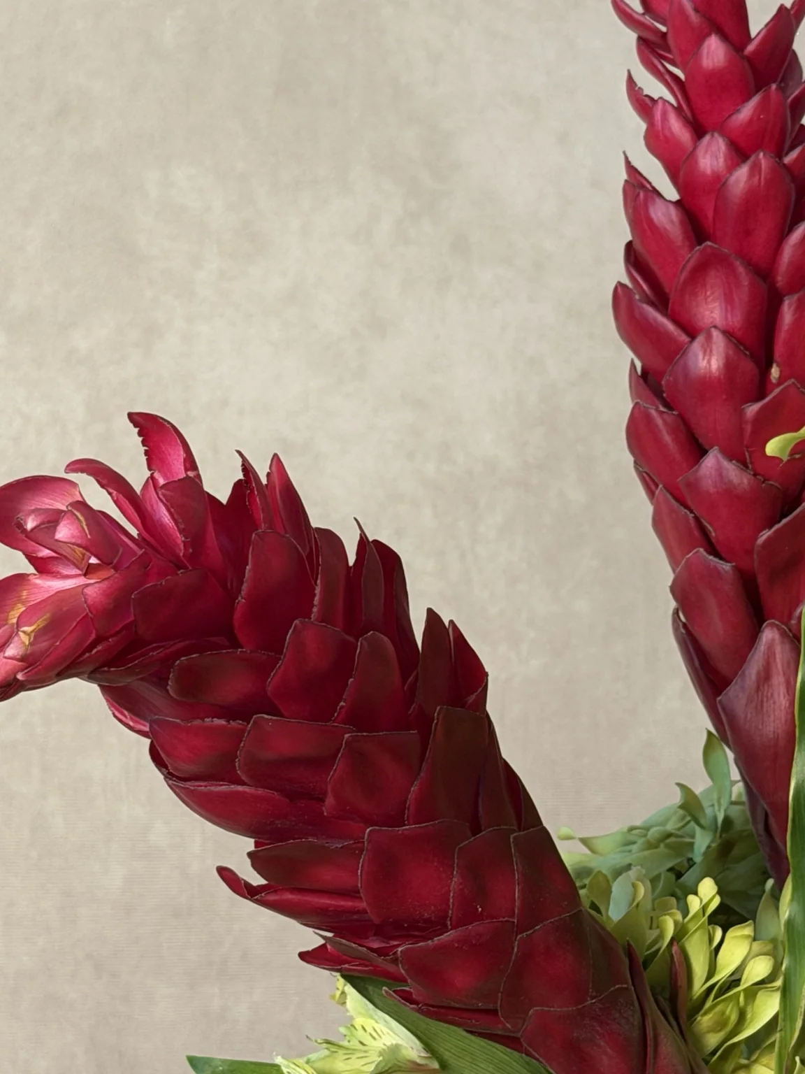 Close detail of red ginger flowers