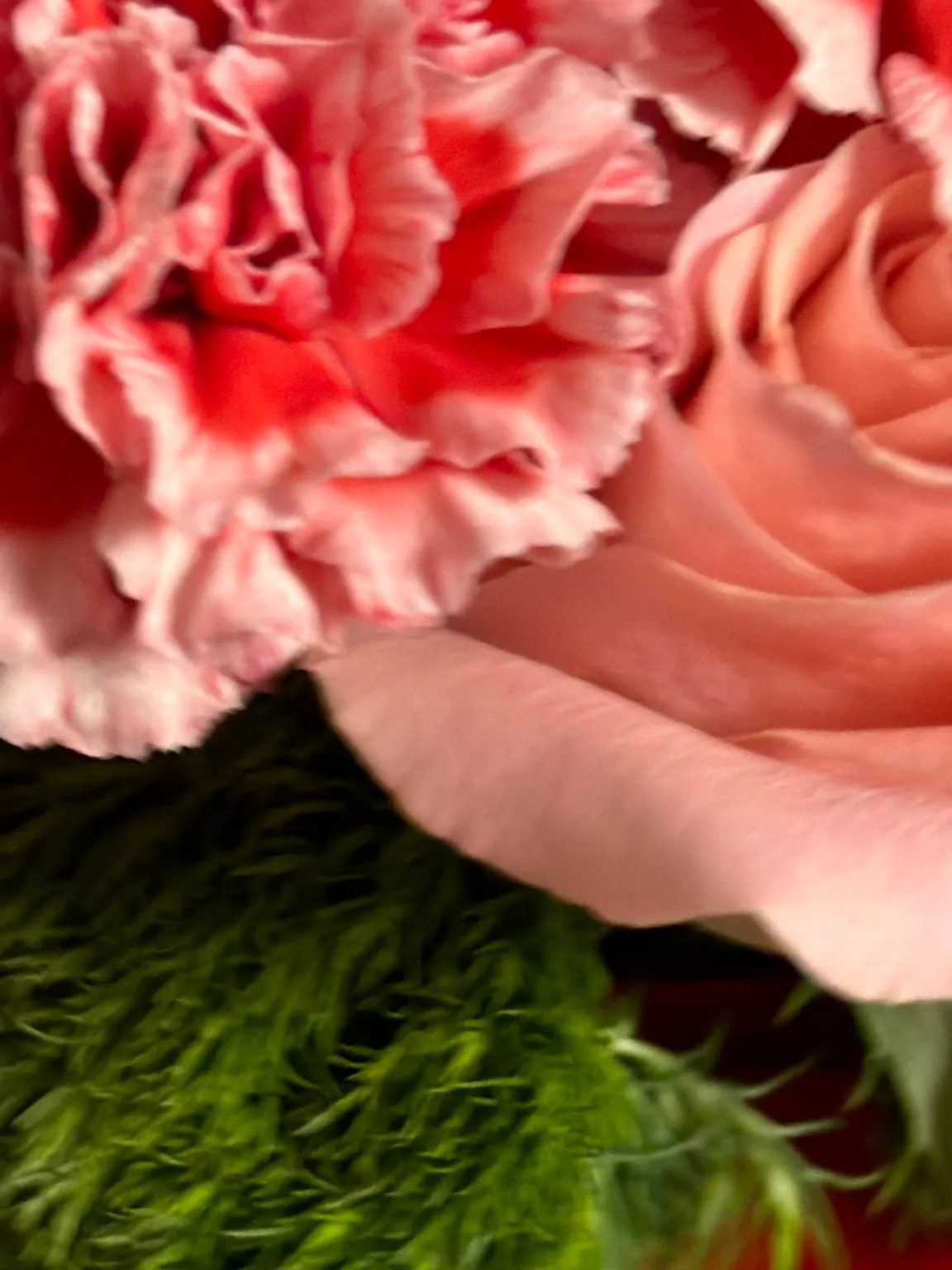 Close detail of a red-edged carnation and a peach rose over green moss