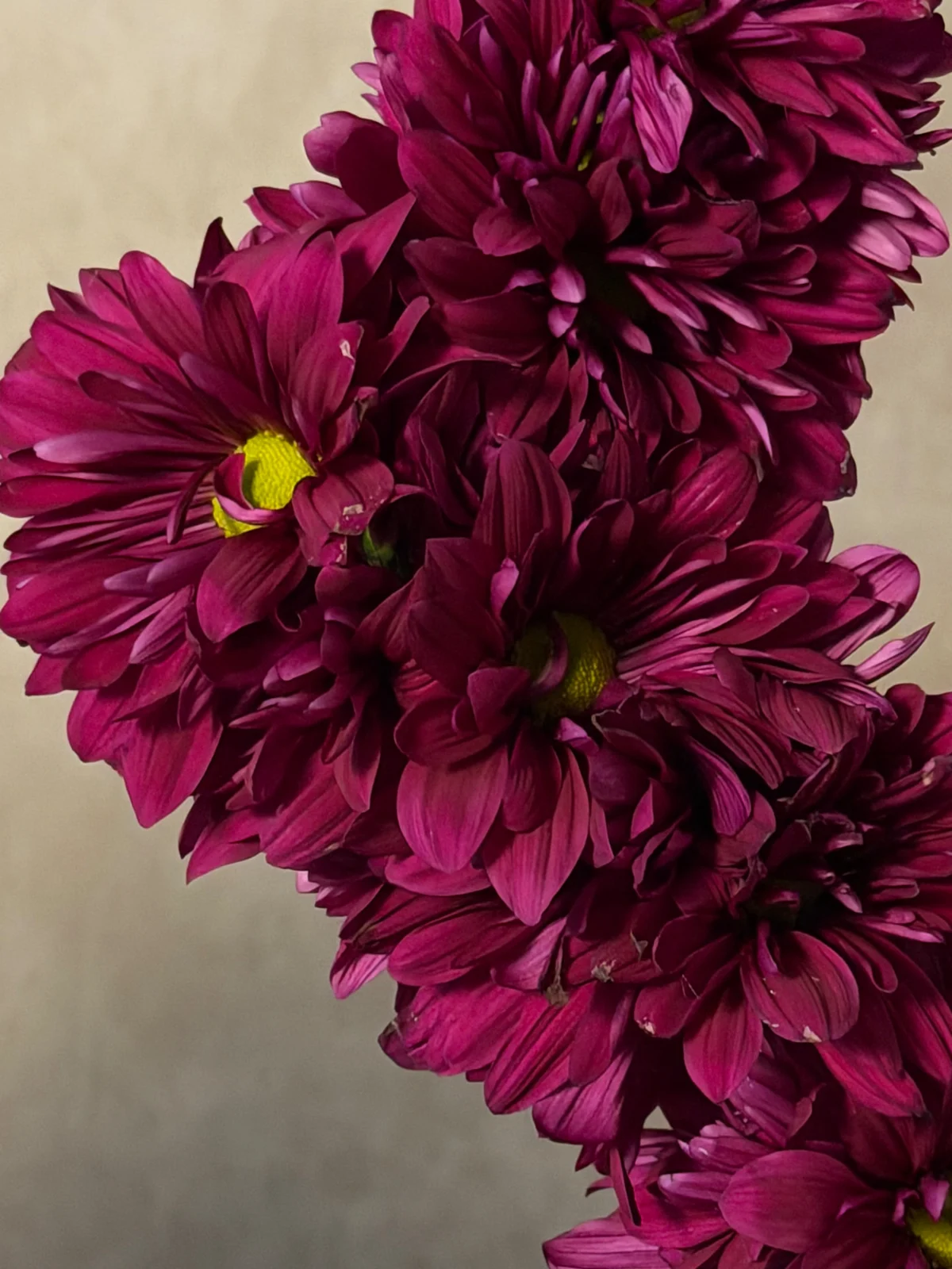Close detail of sculptural burgundy chrysanthemums and lime-green centers