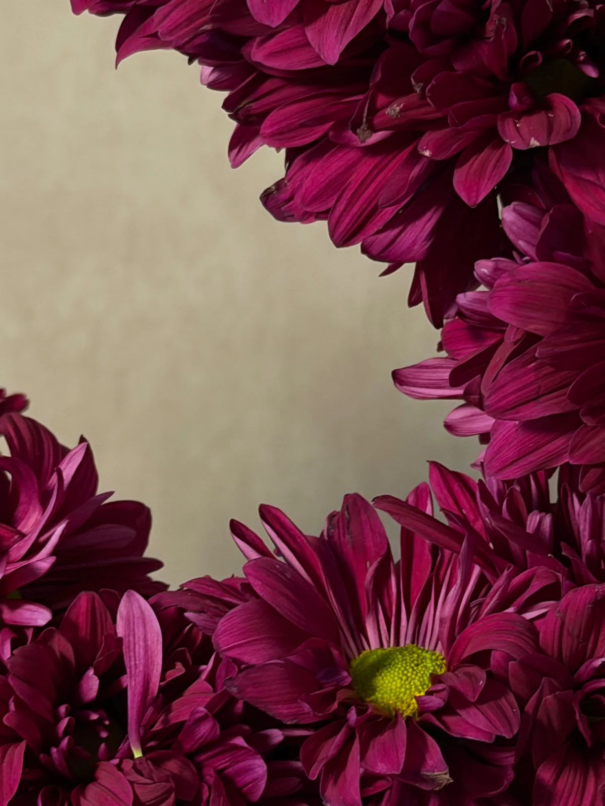 Close detail of burgundy chrysanthemum petals surrounding an open center