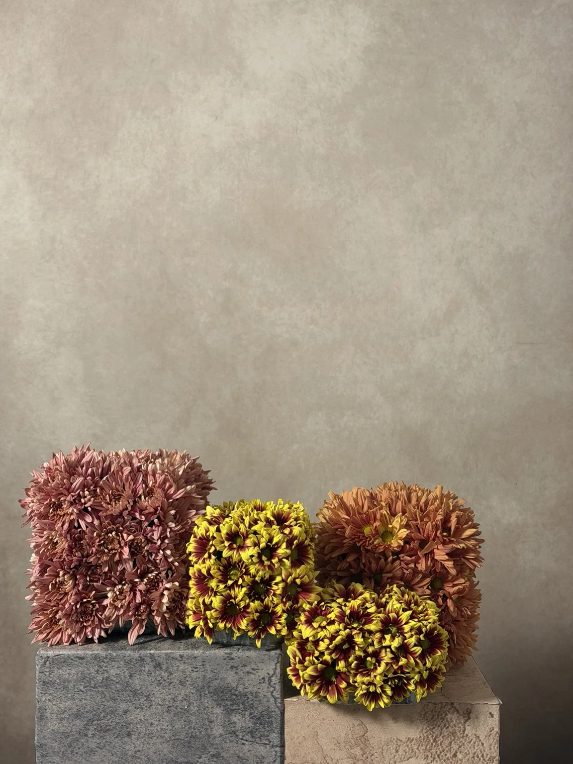 Three chrysanthemum cubes in dusty pink, yellow and rust on stone blocks